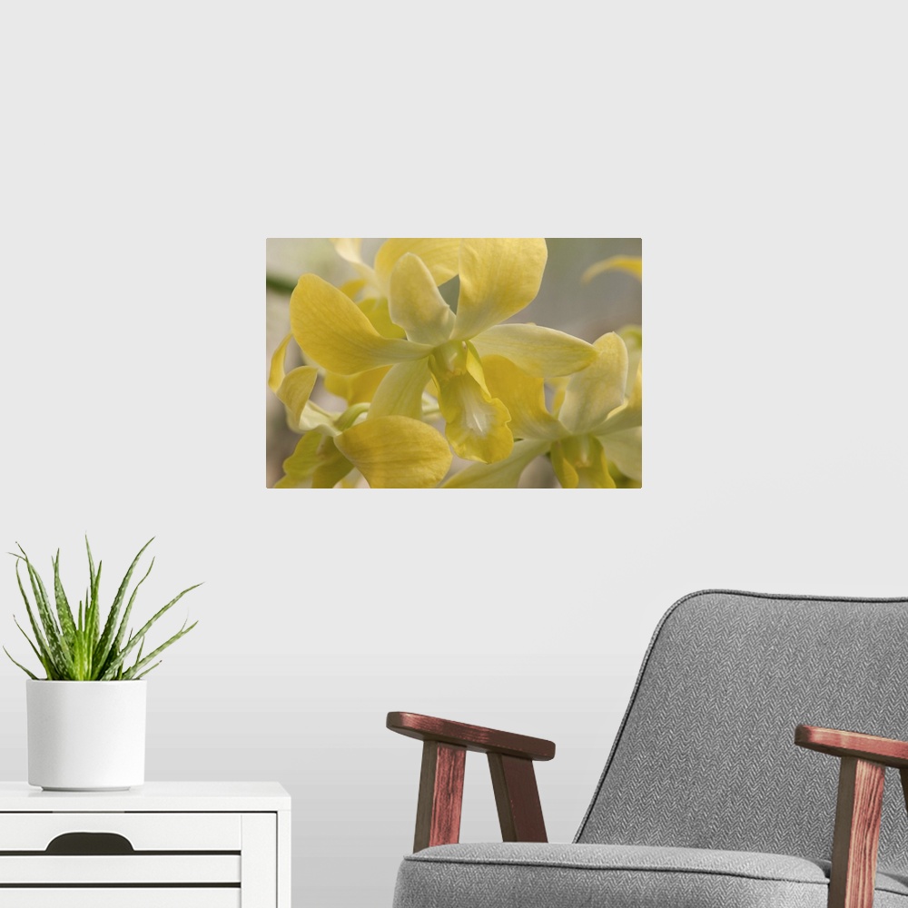 A modern room featuring Close up of dendrobium orchid flowers. Wellesley, Massachusetts.