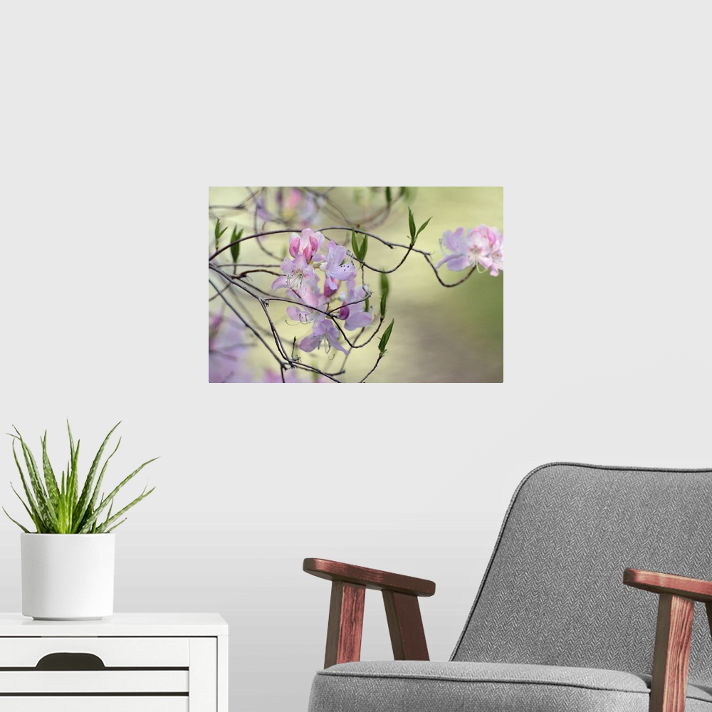 A modern room featuring Close up of flowering branches of a pink azalea bush, Rhododendron species. Cambridge, Massachuse...