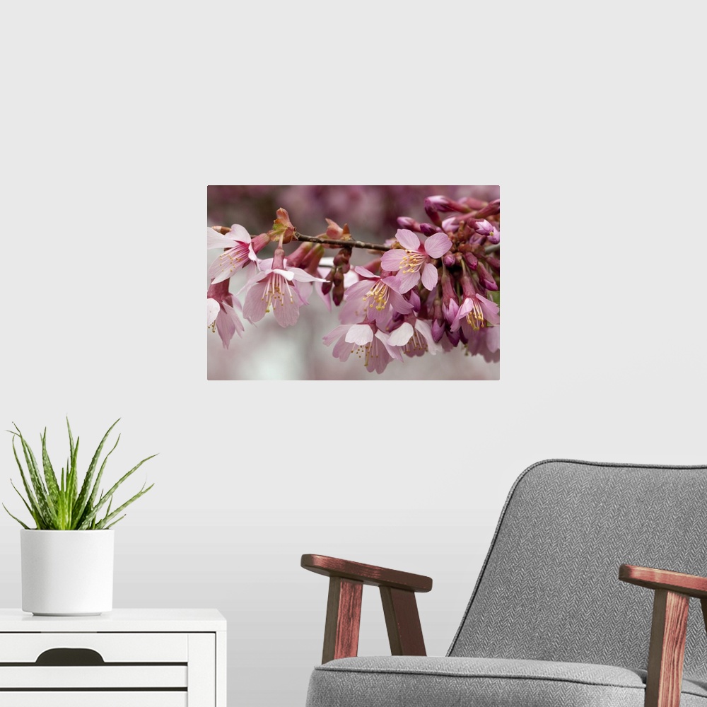 A modern room featuring Close up of flowering crabapple flowers, Malus species. Lexington, Massachusetts.