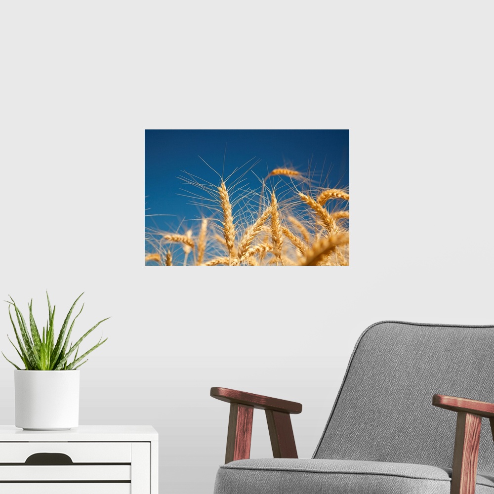 A modern room featuring Close-up of golden wheat heads against a bright blue sky in the Willamette valley; Oregon, united...