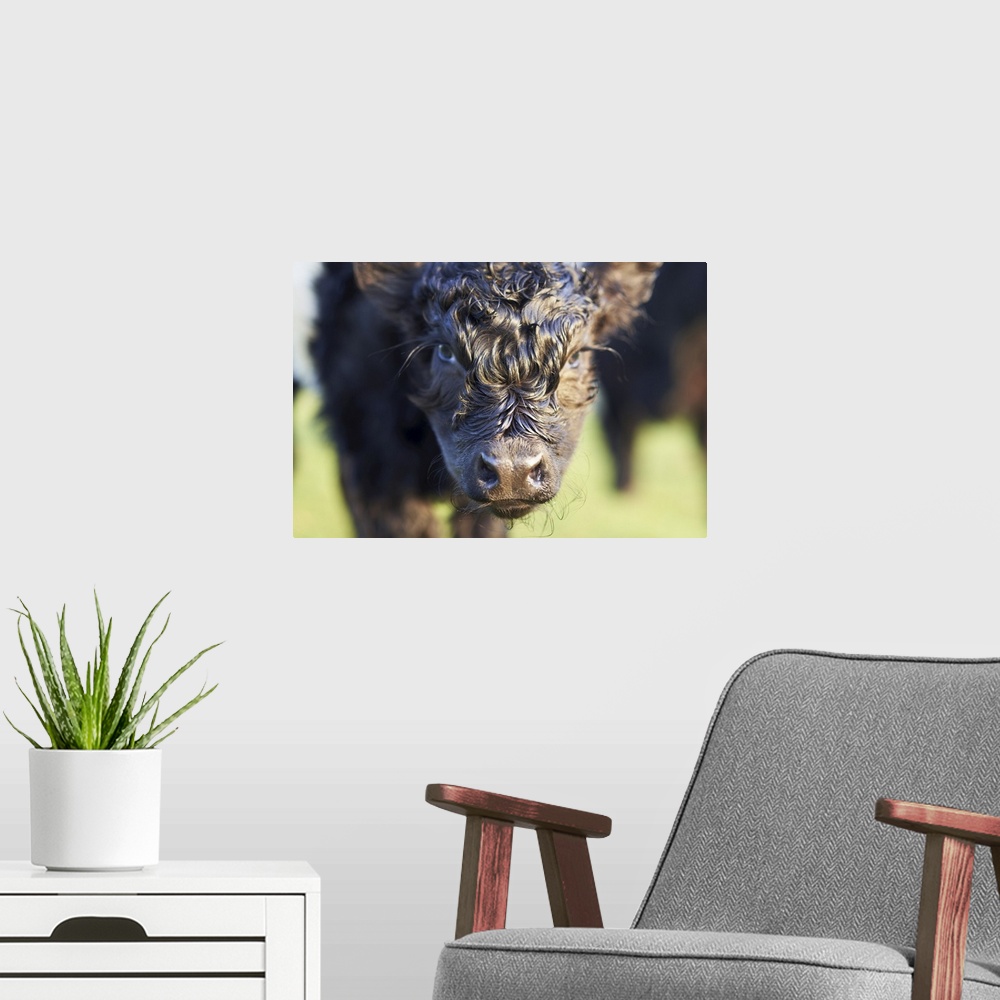 A modern room featuring Close-Up of Newborn Banded Galloway Calf, Cotswolds, Gloucestershire, England, UK