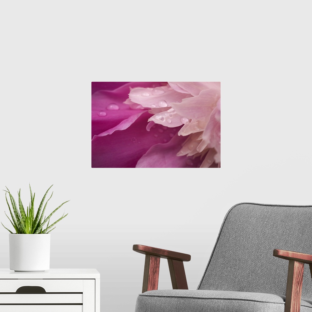 A modern room featuring Close-Up Of Pink Flower