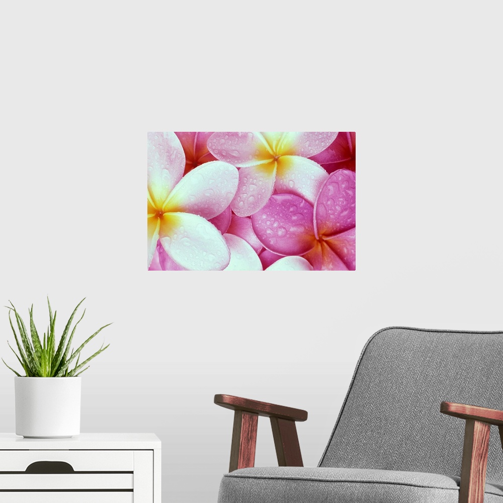 A modern room featuring Close-Up Of Pink Plumeria Flowers With Yellow Centers, Water Droplets