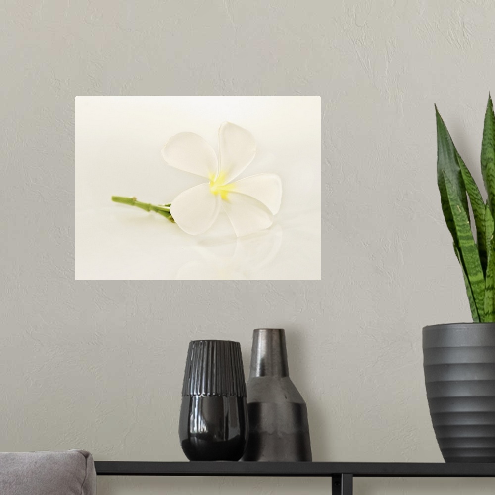 A modern room featuring Close-Up Of Plumeria Blossom