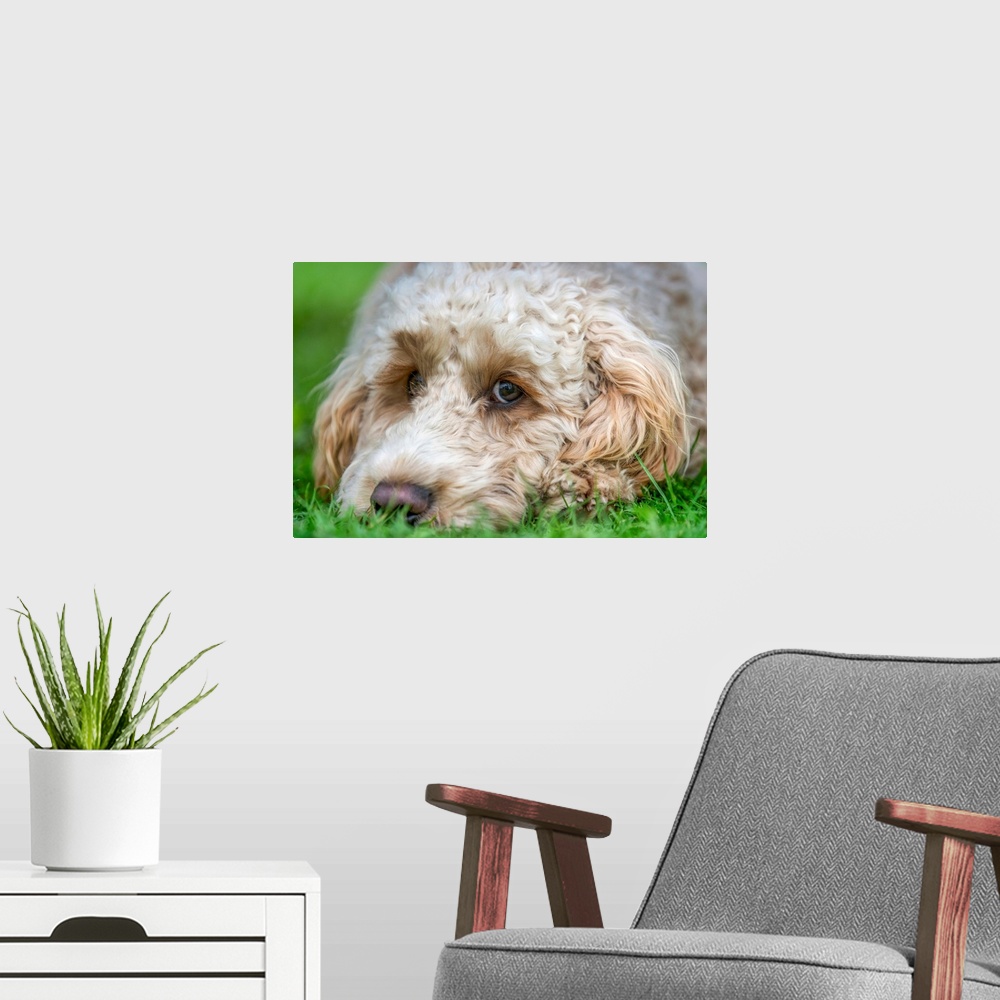 A modern room featuring Close-up of the face of a blond cockapoo resting on the grass; North Yorkshire, England
