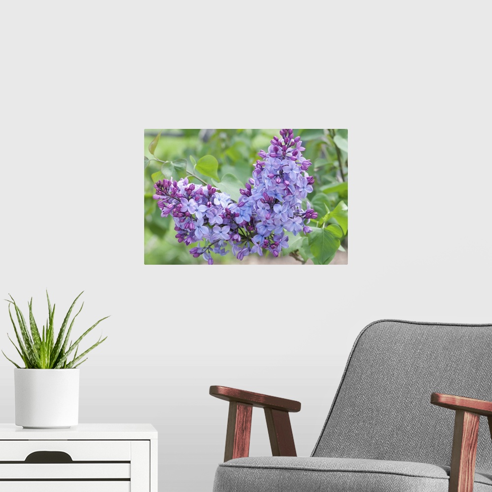 A modern room featuring Close up of two clusters of Louvois lilac flowers, Syringa x hyacinthiflora, in spring. Arnold Ar...