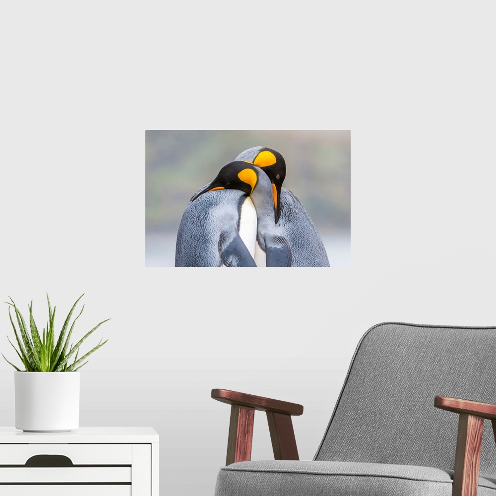 A modern room featuring Close-Up Of Two King Penguins In Mating Ritual, South Georgia Island, Antarctica