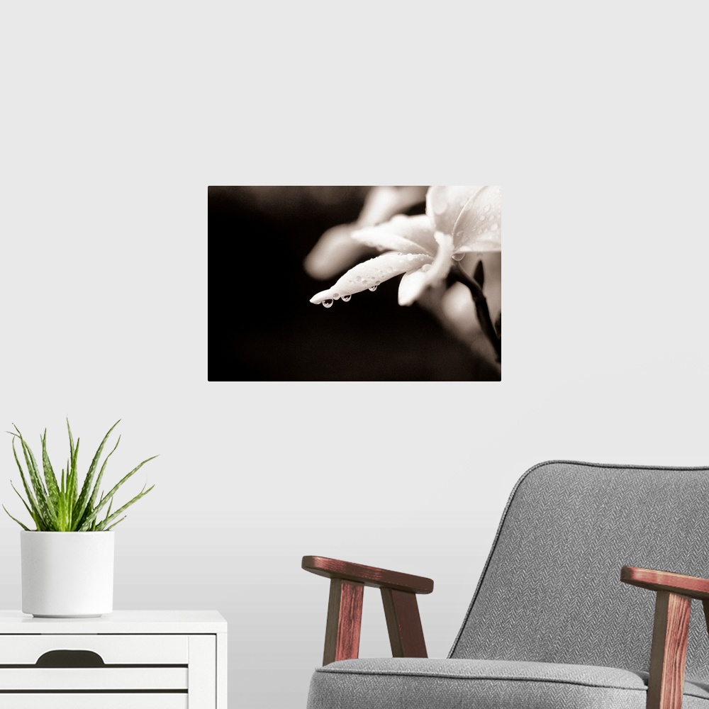 A modern room featuring Close-up of white plumeria blossom dripping with dew