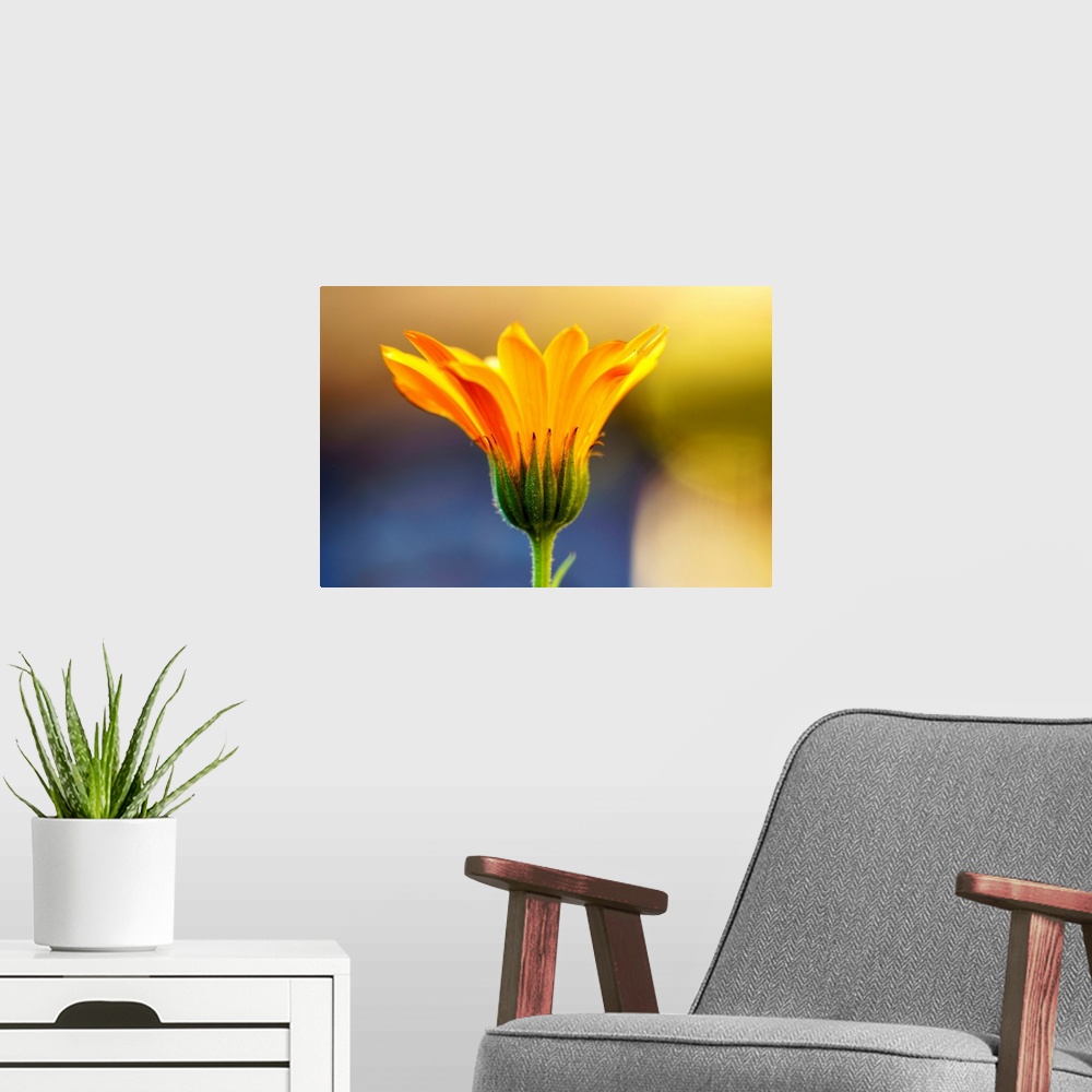 A modern room featuring Close up of yellow flower blossoming, South Shields, Tyne and Wear, England.
