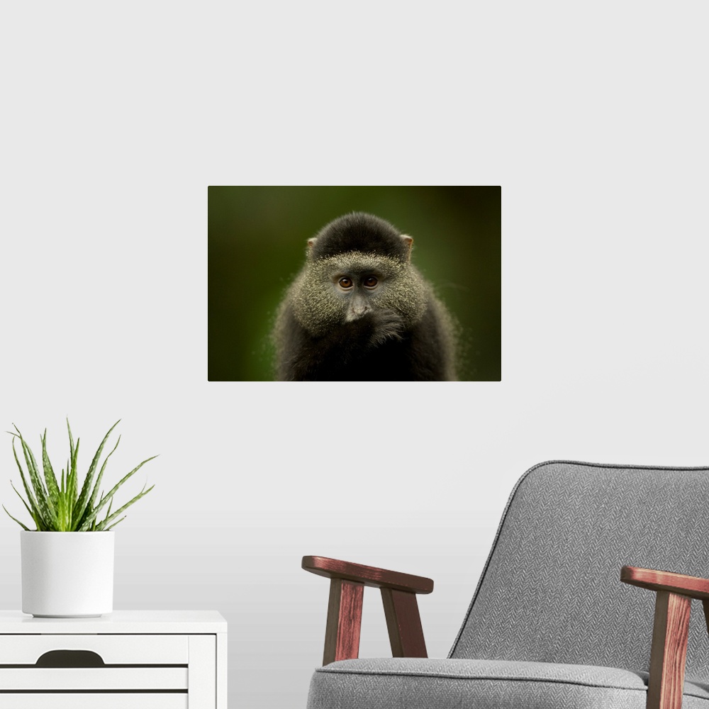 A modern room featuring Close-up portrait of a blue monkey (cercopithecus mitis) from the Omaha zoo, Omaha, Nebraska, uni...