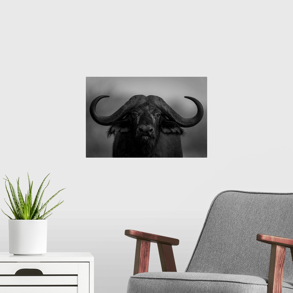 A modern room featuring Mono, close-up portrait of a Cape Buffalo (Syncerus caffer) standing, eyeing camera in Segera, Se...
