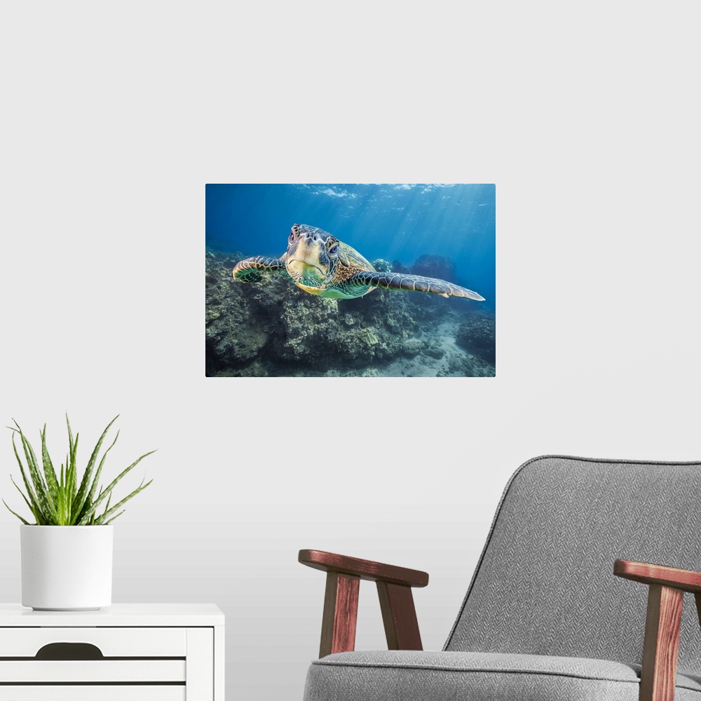 A modern room featuring Close-up portrait of a Green Sea Turtle (Chelonia mydas), an endangered species, underwater off W...