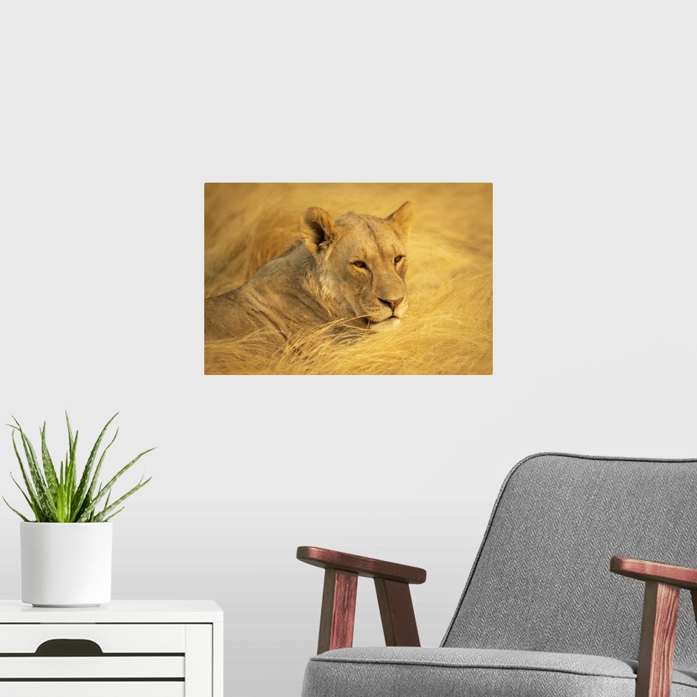 A modern room featuring Close-Up Portrait Of A Lioness, Etosha National Park, Otavi, Oshikoto, Namibia