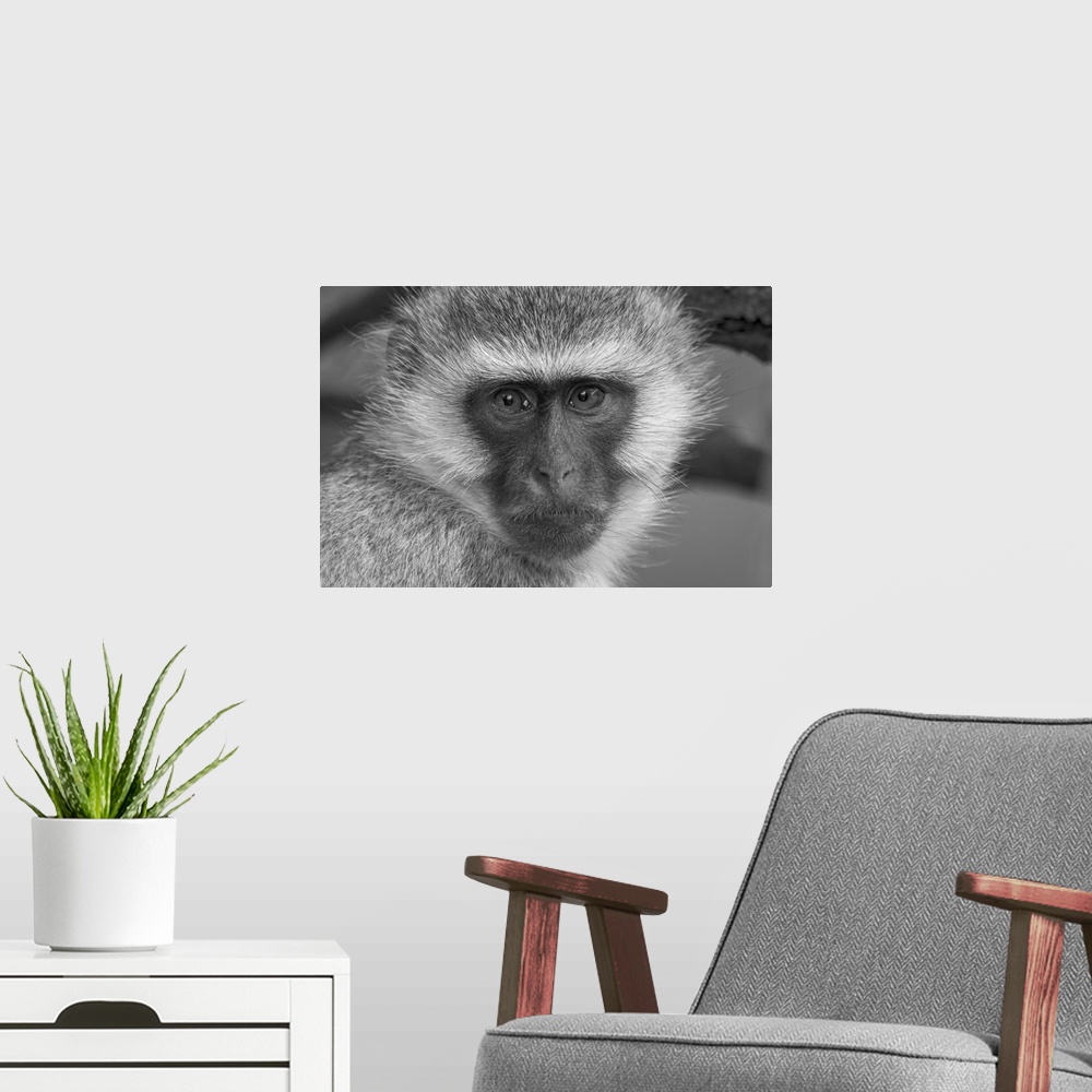 A modern room featuring Close-up portrait of a vervet monkey (chlorocebus pygerythrus) looking at the camera at Klein's c...