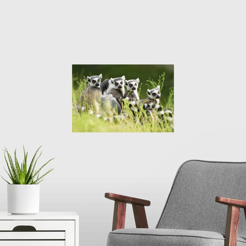 A modern room featuring Close-up Portrait of Four Ring-tailed Lemurs (Lemur catta) sitting in Meadow in summer, Zoo Augsb...