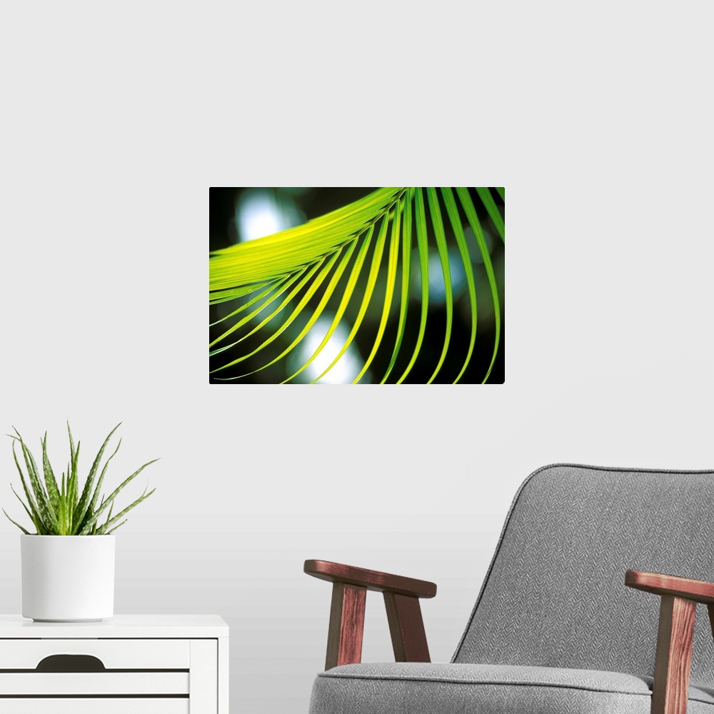 A modern room featuring Close-Up View Of Palm Leaf, Hanging From Tree, Blurry Background