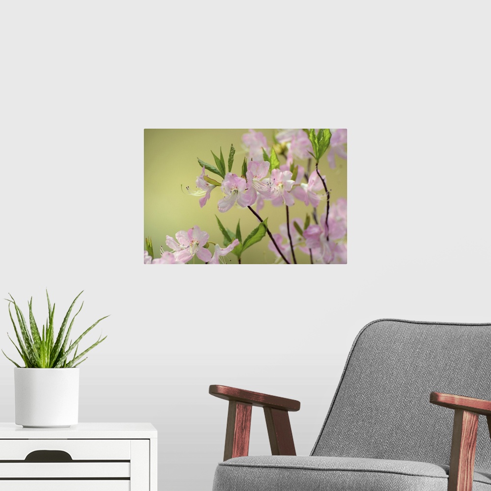 A modern room featuring Close view of pink azalea branches, Rhododendron species. Cambridge, Massachusetts.