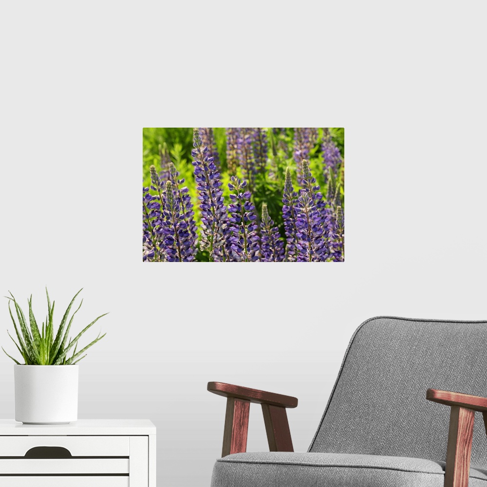 A modern room featuring Cluster of flowering lupine plants, Lupinus species, in springtime. Arlington, Massachusetts.