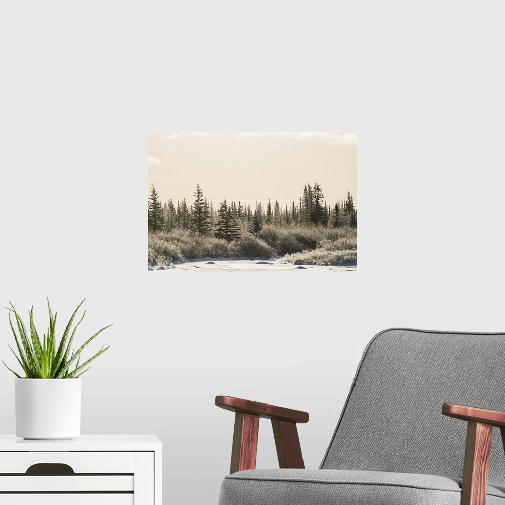 A modern room featuring Cold afternoon along the coast line of Hudson Bay. The trees have a thin layer of frost on them, ...