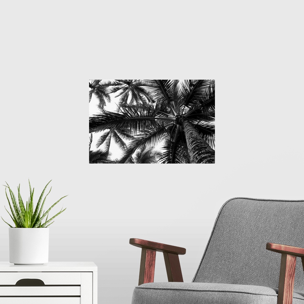 A modern room featuring Low angle view of coconut palm trees in black and white; Honolulu, Oahu, Hawaii, United States of...