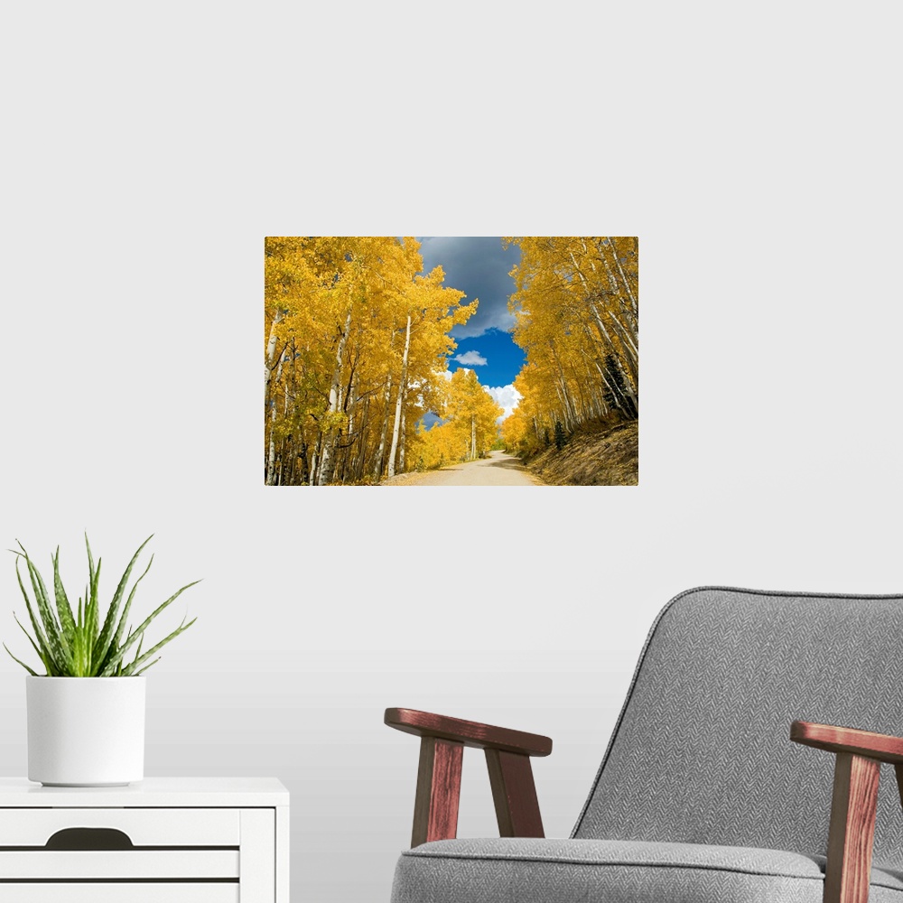 A modern room featuring Colorado, Near Steamboat Springs, Buffalo Pass, Road Winding Through Fall-Colored Aspens