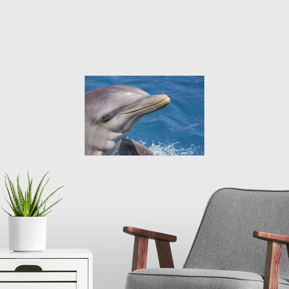 A modern room featuring Common bottlenose dolphin (tursiops truncatus) portrait. Curacao, Netherlands, Antilles.