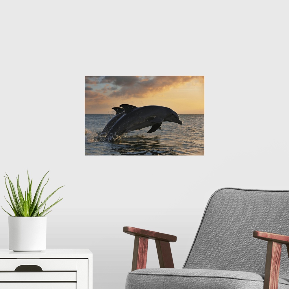 A modern room featuring Common Bottlenose Dolphins Jumping in Sea at Sunset, Roatan, Bay Islands, Honduras