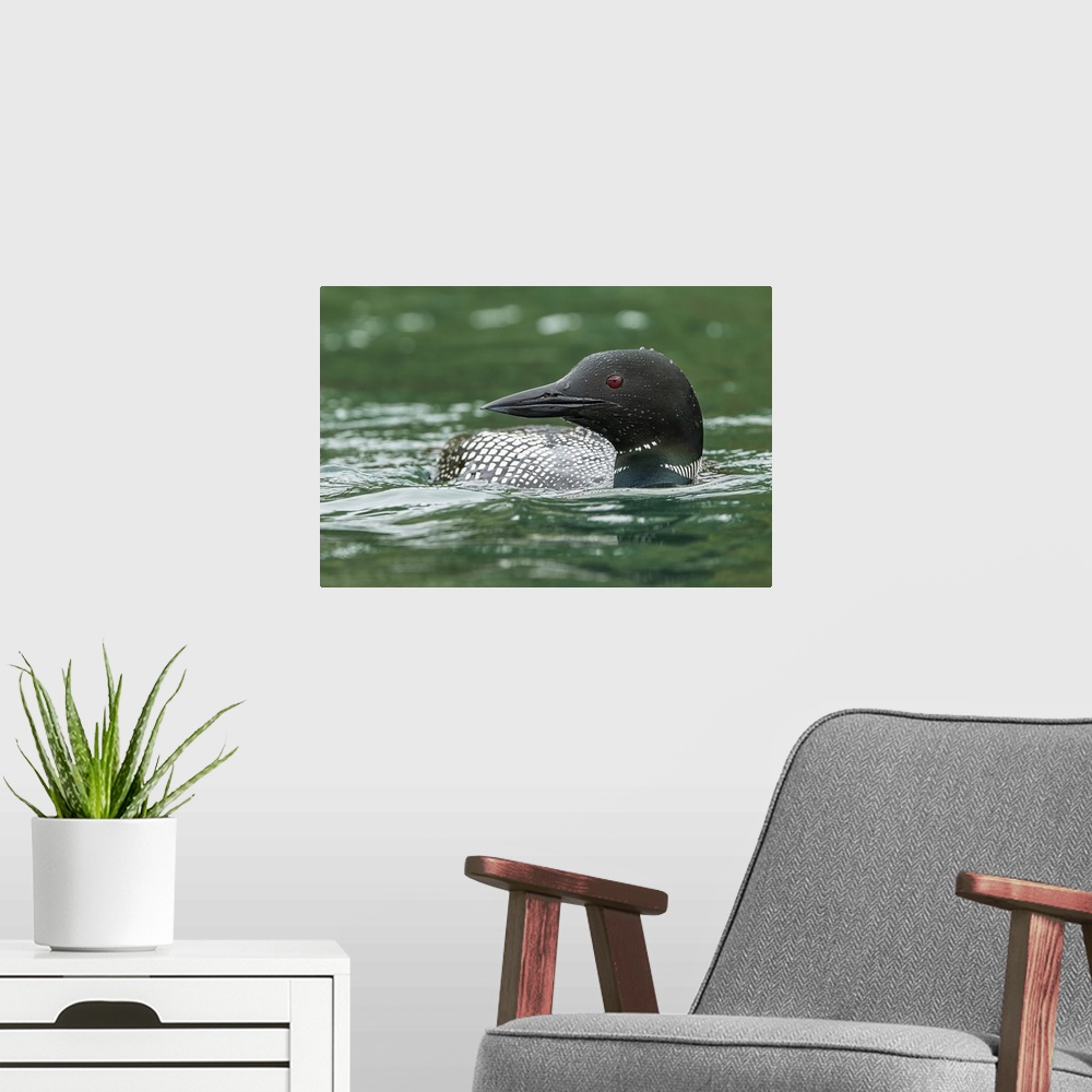A modern room featuring Common Loon (Gavia immer) in breeding plumage in a lake; Whitehorse, Yukon, Canada.
