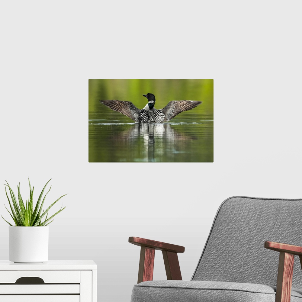 A modern room featuring Common Loon (Gavia immer) in breeding plumage on the water; Whitehorse, Yukon, Canada.