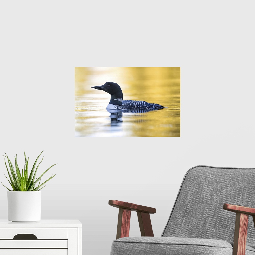 A modern room featuring Common Loon swimming in the water.