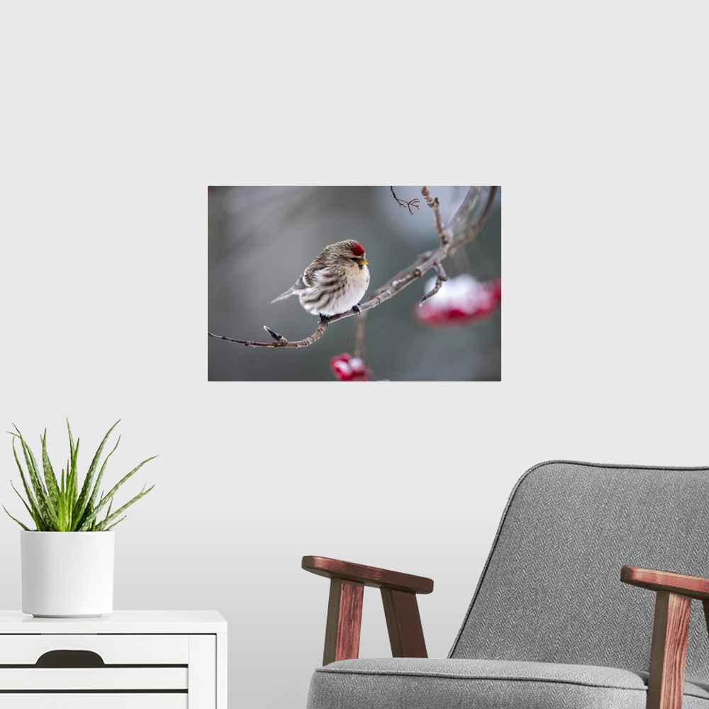 A modern room featuring Common redpoll (acanthis flammea) perched on a branch, Fairbanks, Alaska, united states of America.