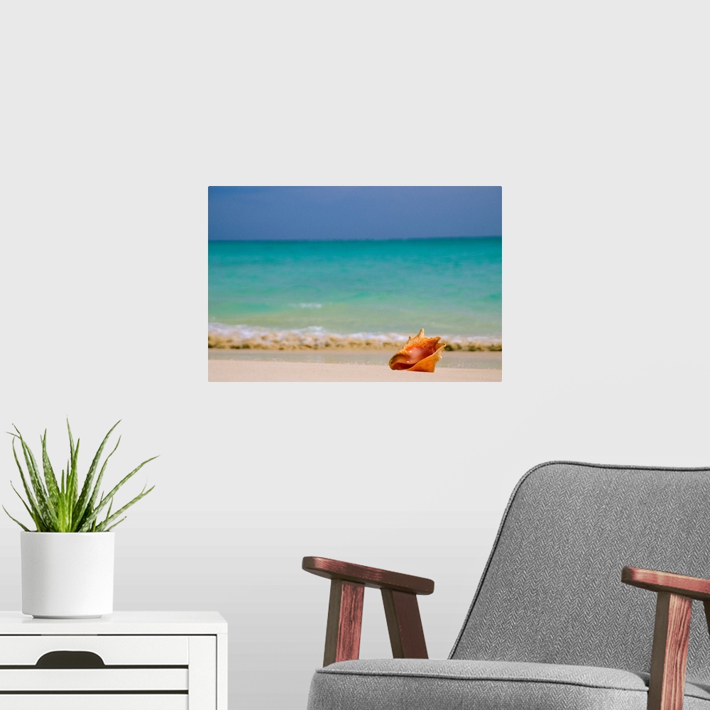 A modern room featuring Large, horizontal photograph of a single conch shell sitting along the shoreline, clear blue wate...