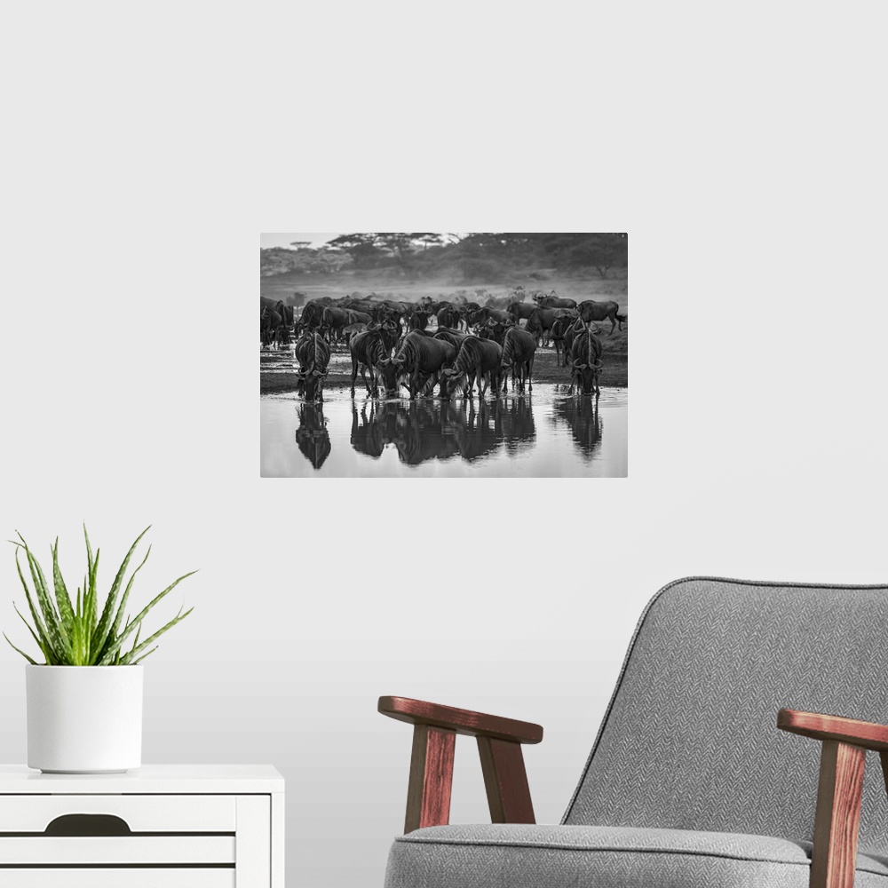 A modern room featuring Monochrome confusion of wildebeest (connochaetes taurinus) drinking from stream, Serengeti nation...