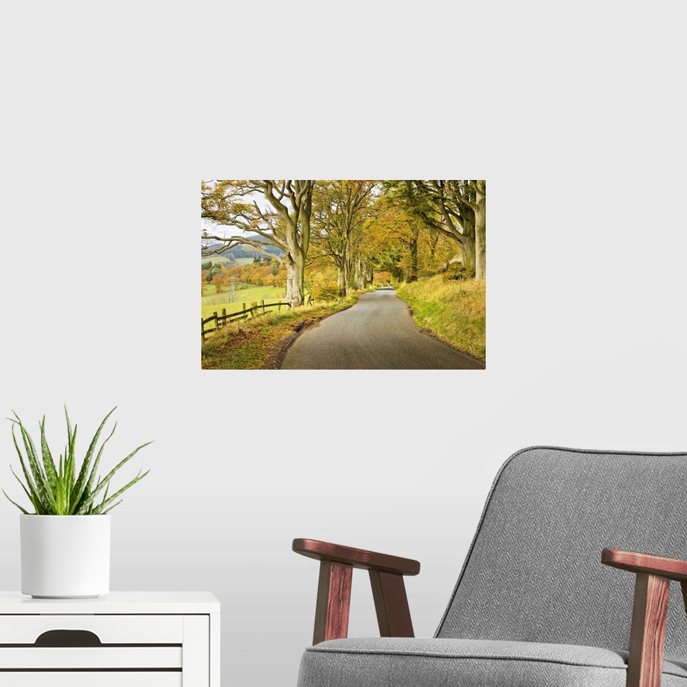 A modern room featuring Country Road in Autumn, Scottish Borders, Scotland