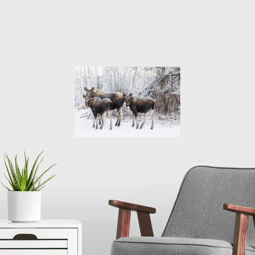 A modern room featuring A Cow Moose With Twin Calves Stand In Mid-Town Anchorage During A Wintry Morning, Southcentral Al...