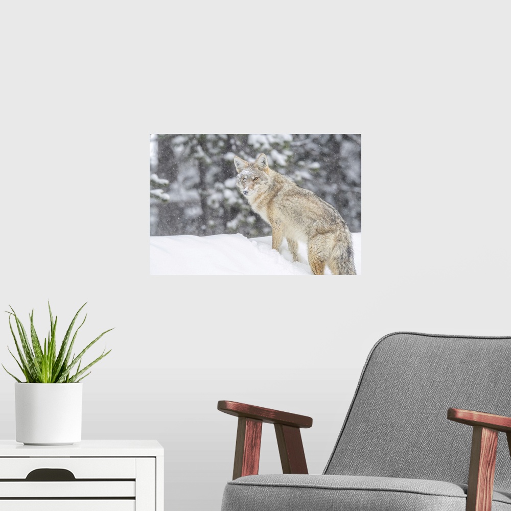 A modern room featuring Coyote Standing In A Snowbank In The Falling Snow, Yellowstone National Park
