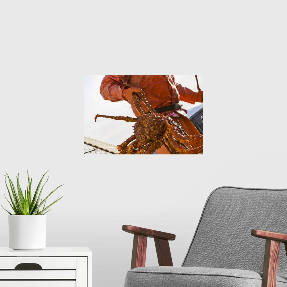 A modern room featuring Crab Fisherman Carries A Brown Crab To The Hold Of The F/V Morgan Anne During The Commercial Brow...