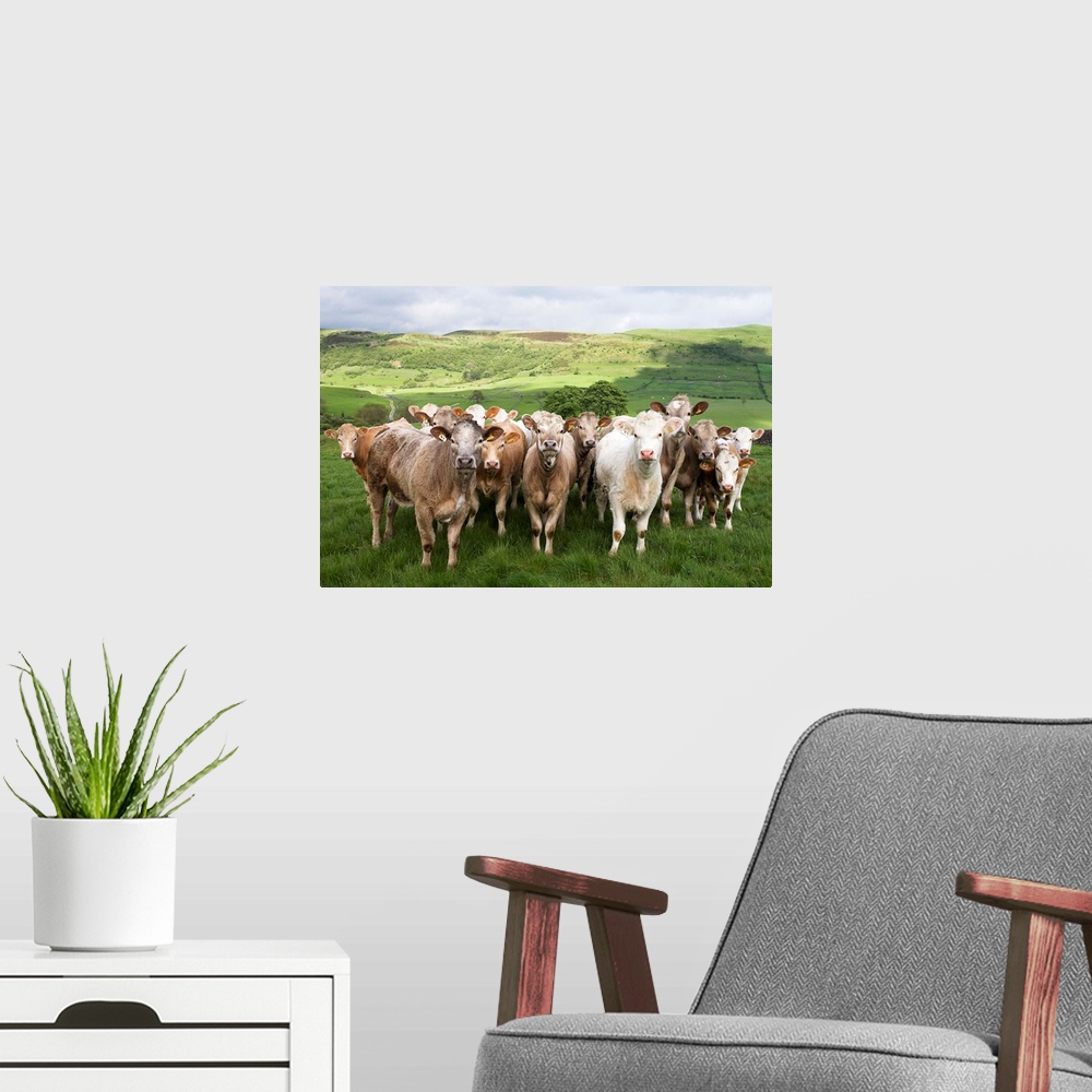 A modern room featuring Dairy Cattle, Derbyshire, England