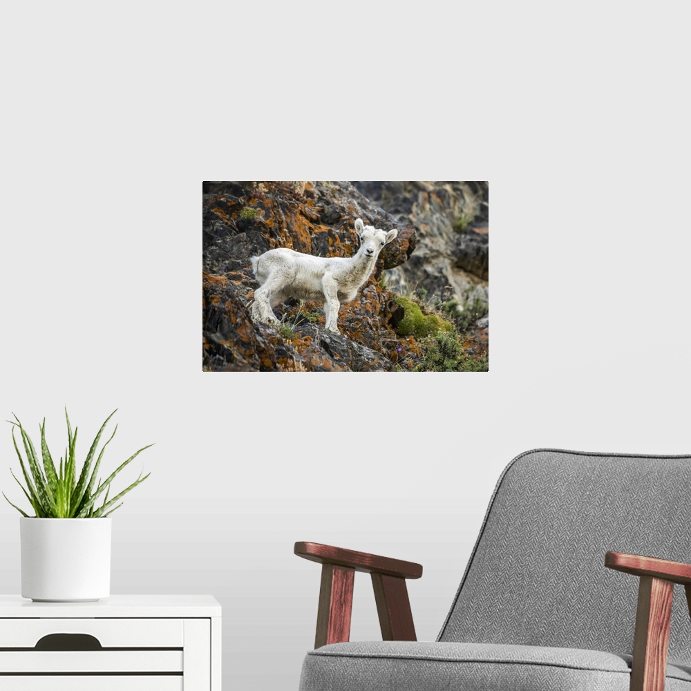 A modern room featuring Dall sheep lamb (Ovis dalli) stands looking at the camera in the rocky Windy Point area of the Ch...