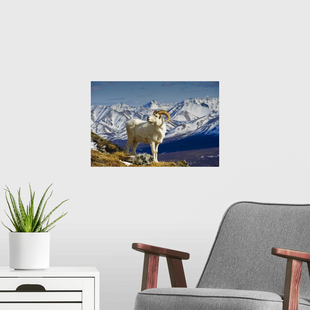 A modern room featuring A Young Dall Sheep Ram Standing On Mount Margaret With The Alaska Range In The Background, Denali...