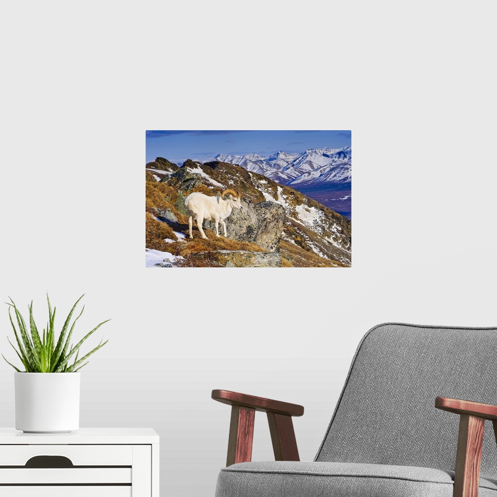 A modern room featuring An Adult Dall Sheep Ram Standing On Mount Margrett With The Alaska Range In The Background, Denal...