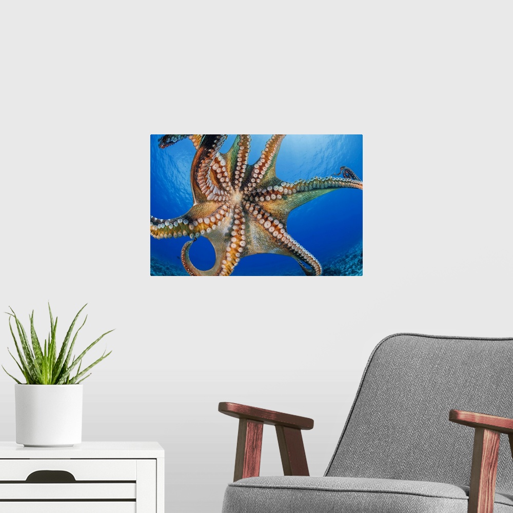 A modern room featuring Day octopus (octopus cyanea) is also known as the big blue octopus. It occurs in both the pacific...