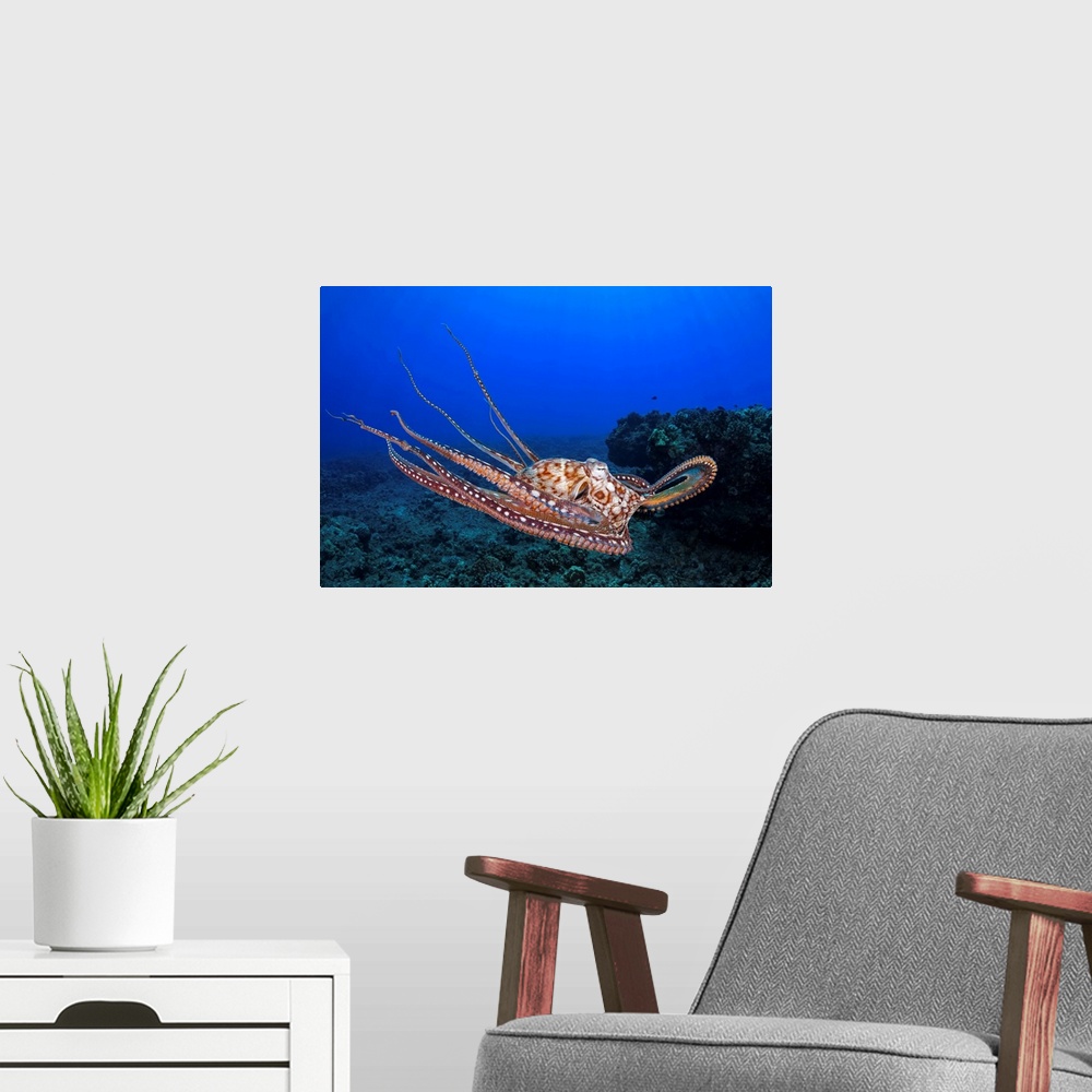 A modern room featuring This view shows the eight armed cephalopod free swimming in mid-water, Day octopus, (Octopus cyan...
