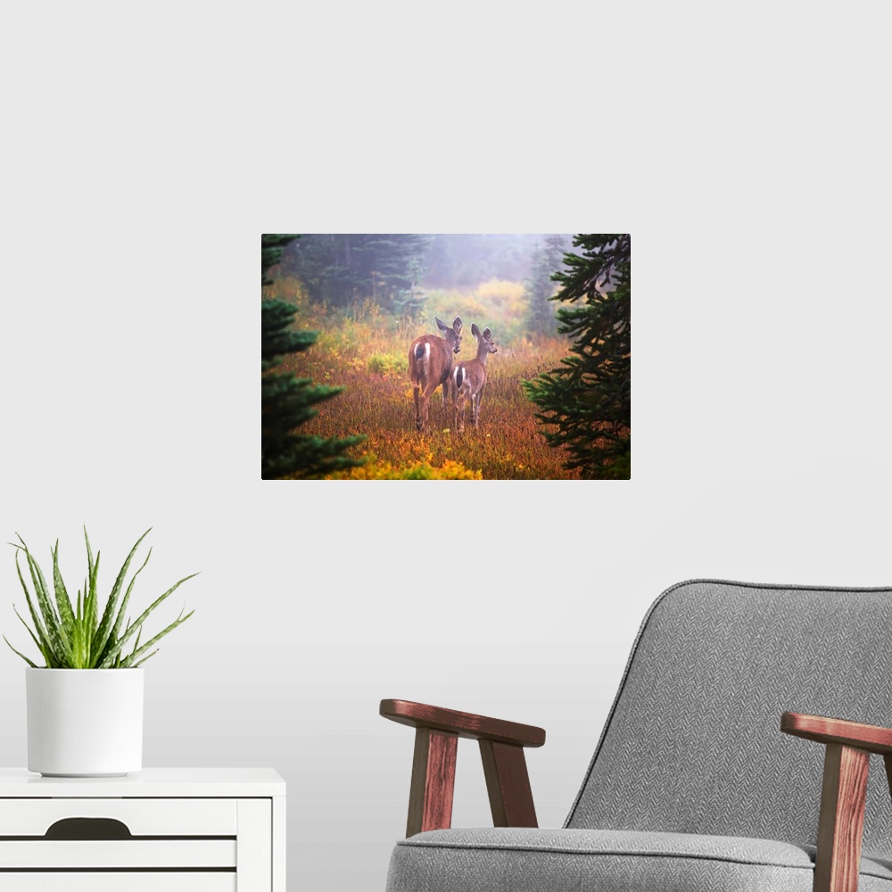 A modern room featuring Deer In The Fog In Paradise Park In Mt. Rainier National Park, Washington