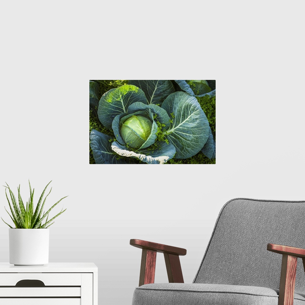 A modern room featuring Detail of a large cabbage (brassica oleracea) plant with chickweed (stellaria media) growing arou...