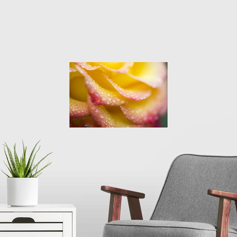 A modern room featuring Dew Drops On A Rose
