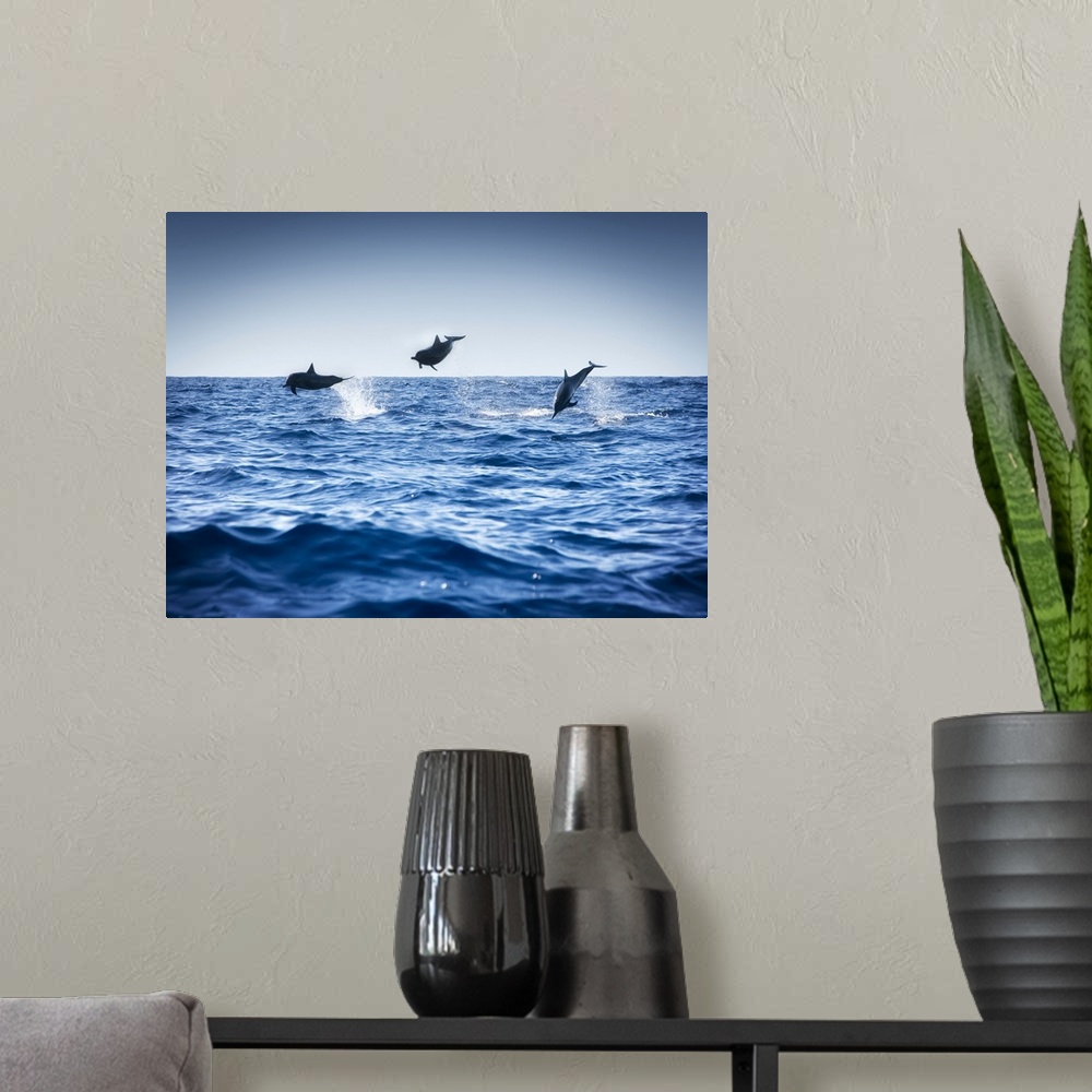 A modern room featuring Dolphins Playing In The Ocean