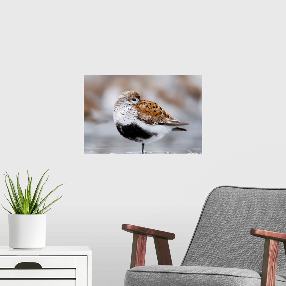 A modern room featuring Dunlin Roosting On Mudflats Of Hartney Bay, Southcentral Alaska