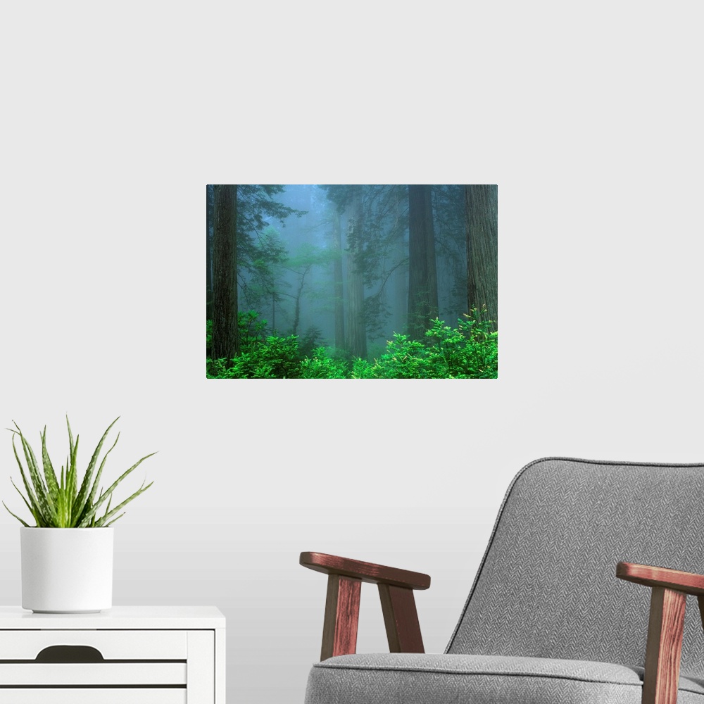 A modern room featuring Early Morning In The Forest, Humboldt, California, Usa