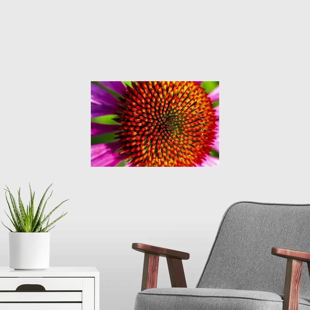 A modern room featuring Extreme close-up of echinacea stamens in full bloom; Calgary, Alberta, Canada.